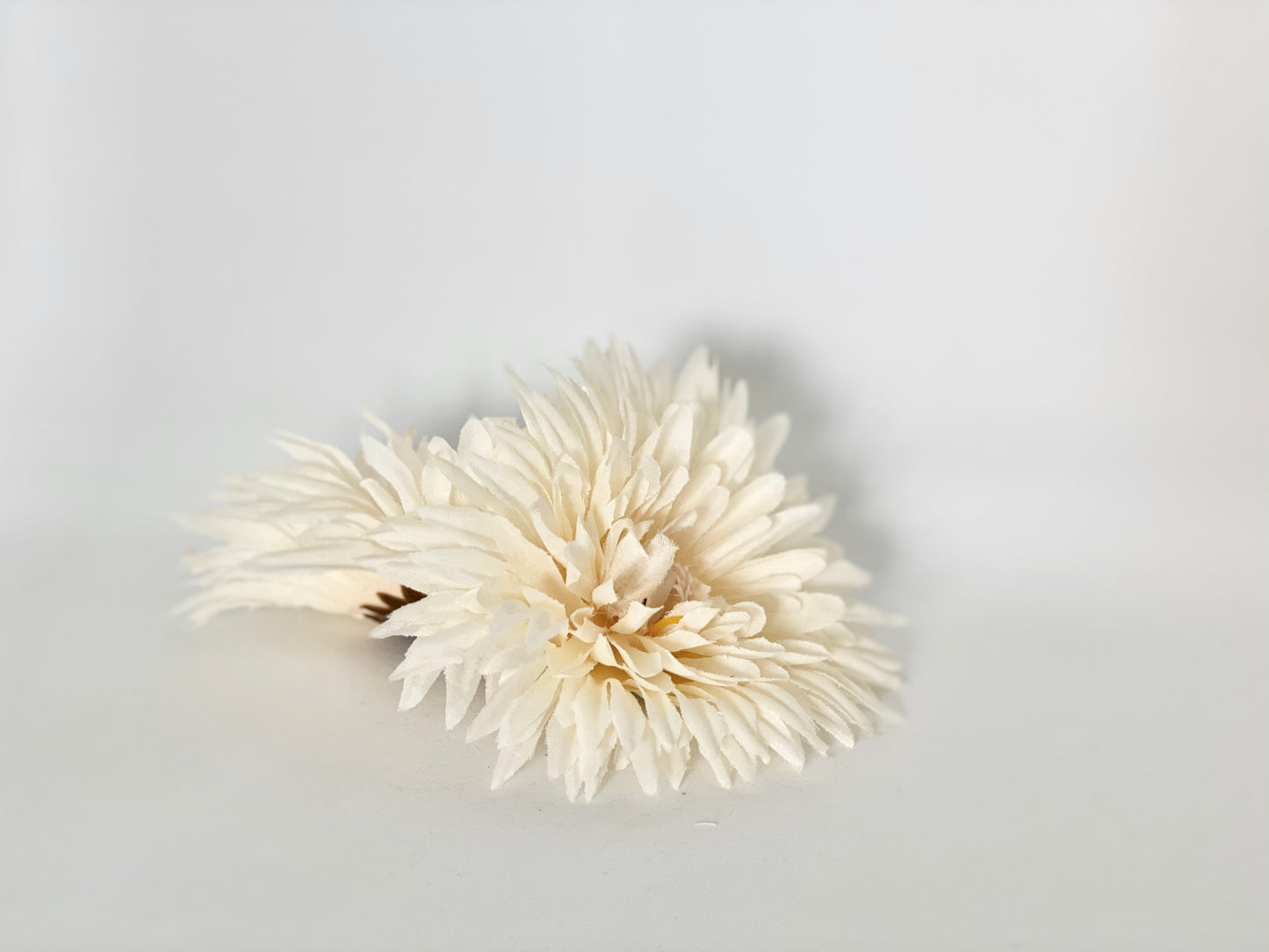 5" Beige Spider Mum