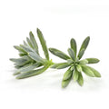 2 inch faux green sedum succulent accent for flower crowns, terrariums, and wedding bouquets