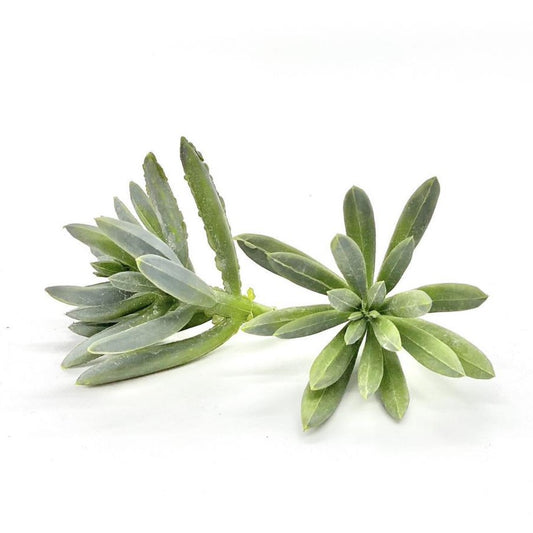 2 inch faux green sedum succulent accent for flower crowns, terrariums, and wedding bouquets
