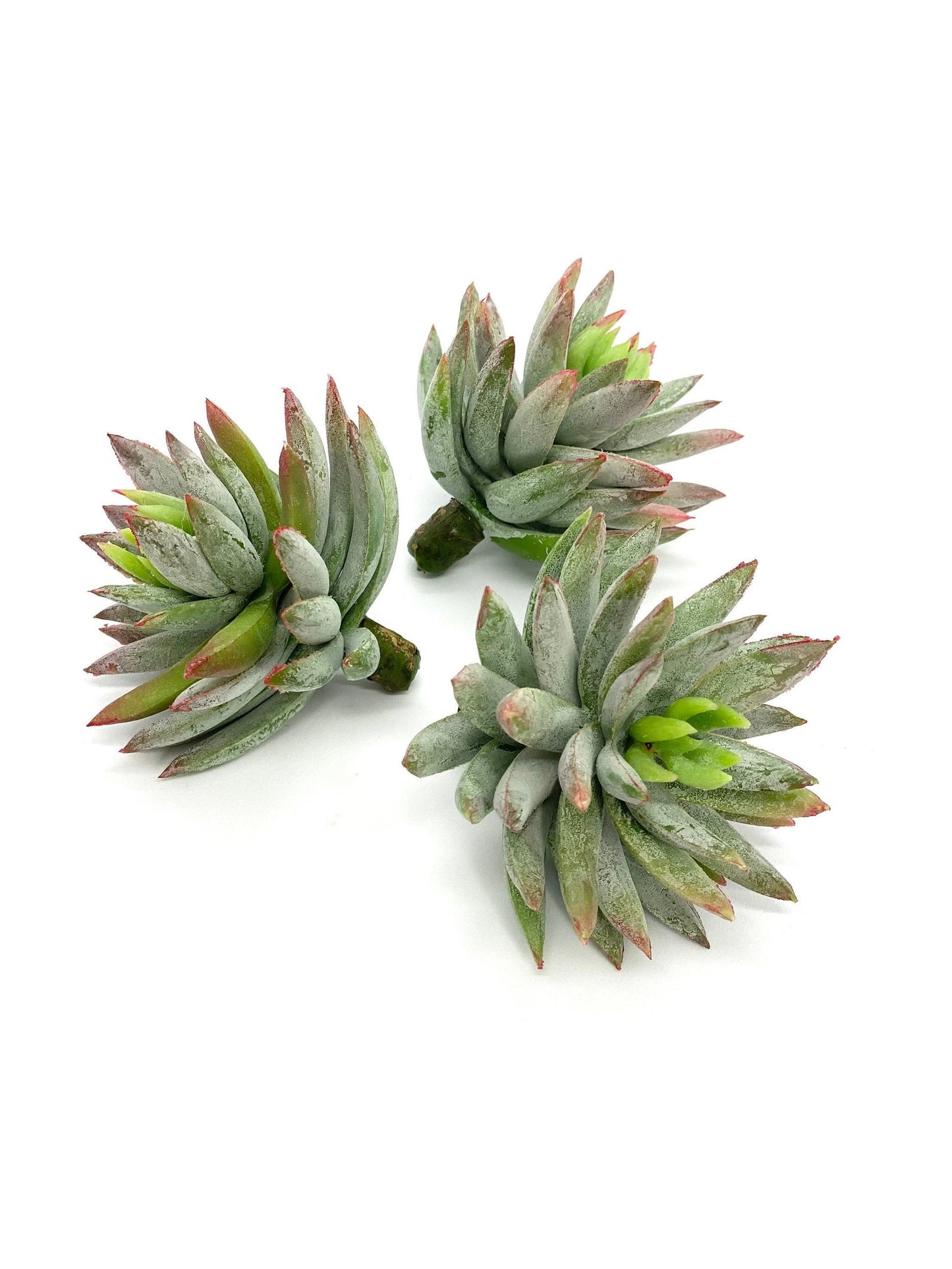 2.5" and 3" Frosted Green Succulent Artificial Succulent Fake Succulent Decor Faux Succulent Plant Frost Green Succulent Plant Artificial