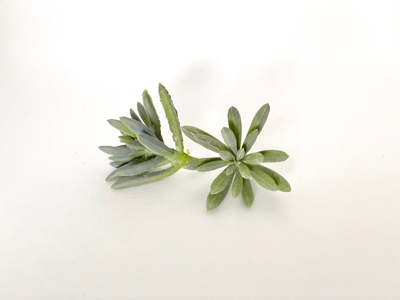 Profile view 2 inch fake succulent accent for DIY floral design and bouquet filler