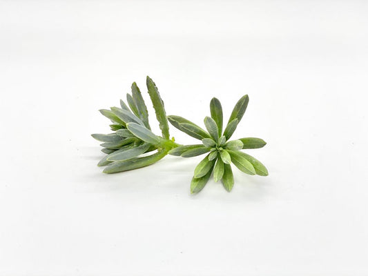 Top-down view of 2 inch artificial green succulent showing realistic layered texture