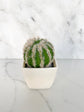 Faux succulent plant collection wedding event favor gift