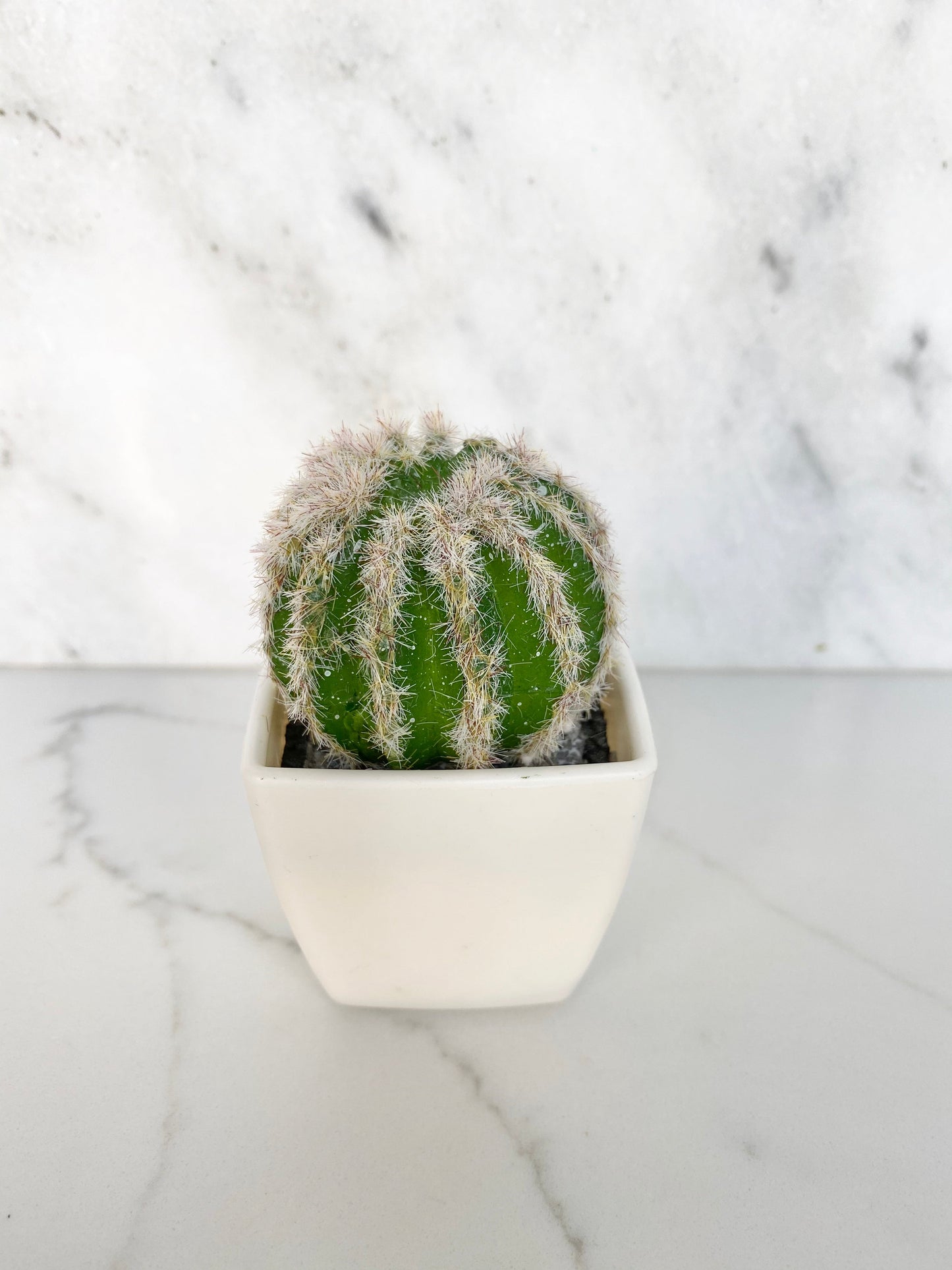 Faux succulent plant collection wedding event favor gift