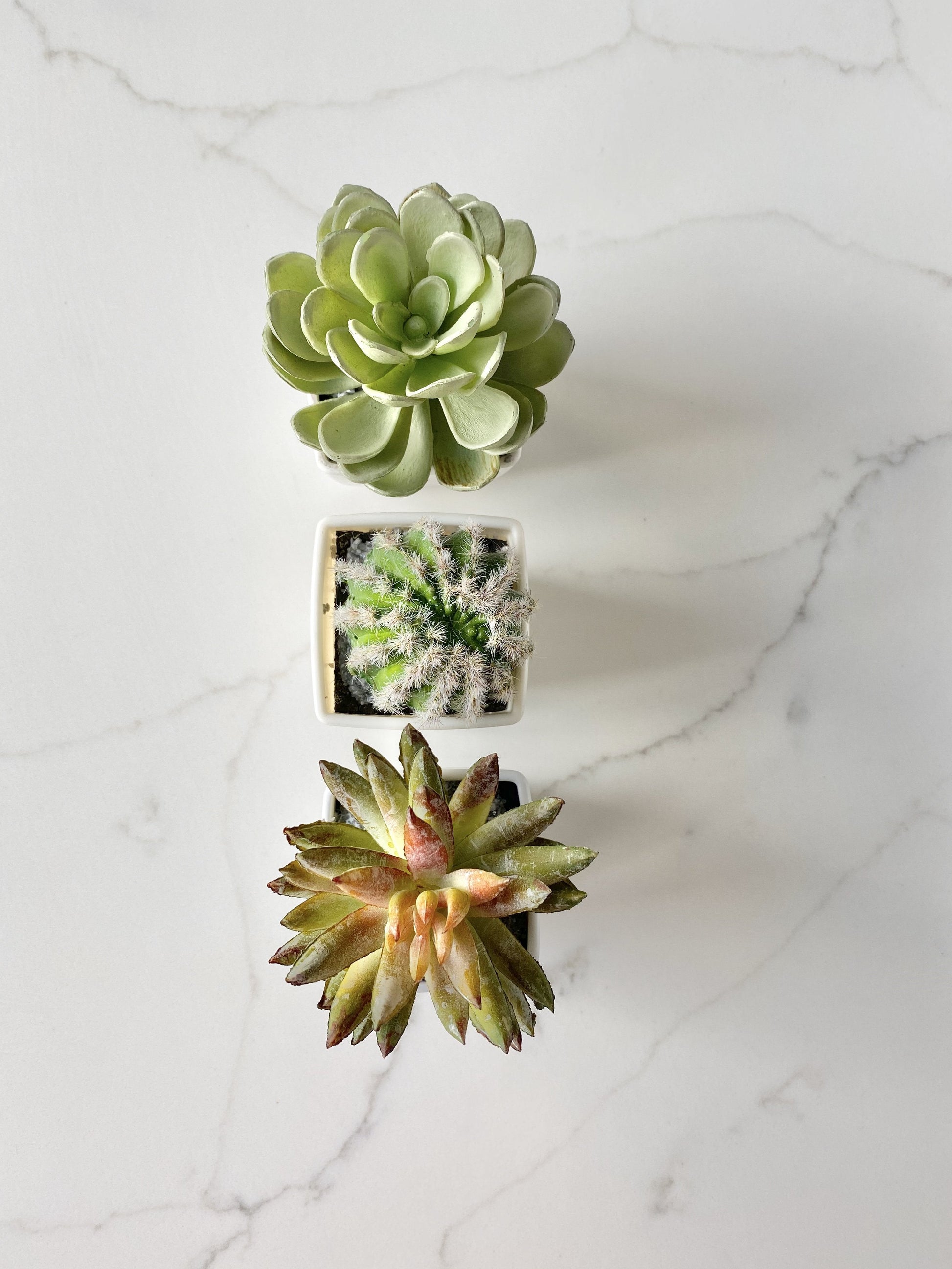 Artificial succulent cactus set place card holder event