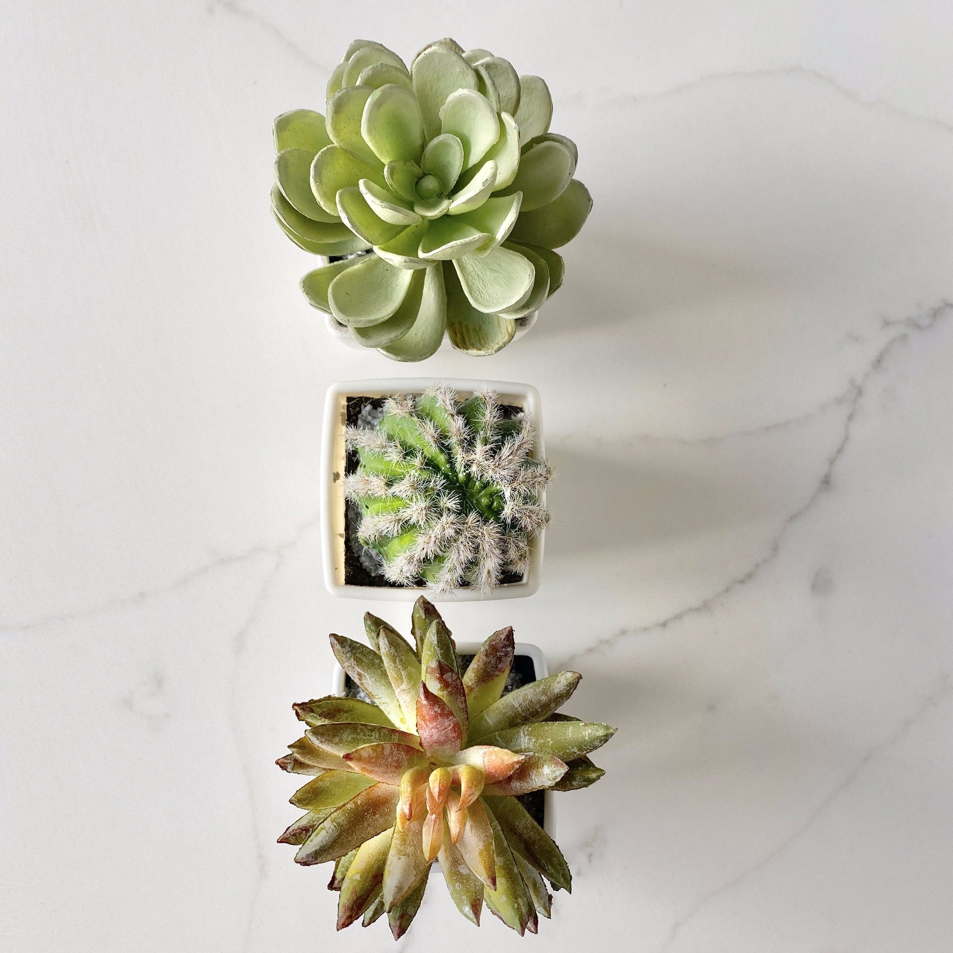 Faux succulent and cactus party favor set in plastic container