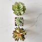 Faux succulent and cactus party favor set in plastic container