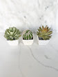 Faux succulent wedding favor boho desert theme gift