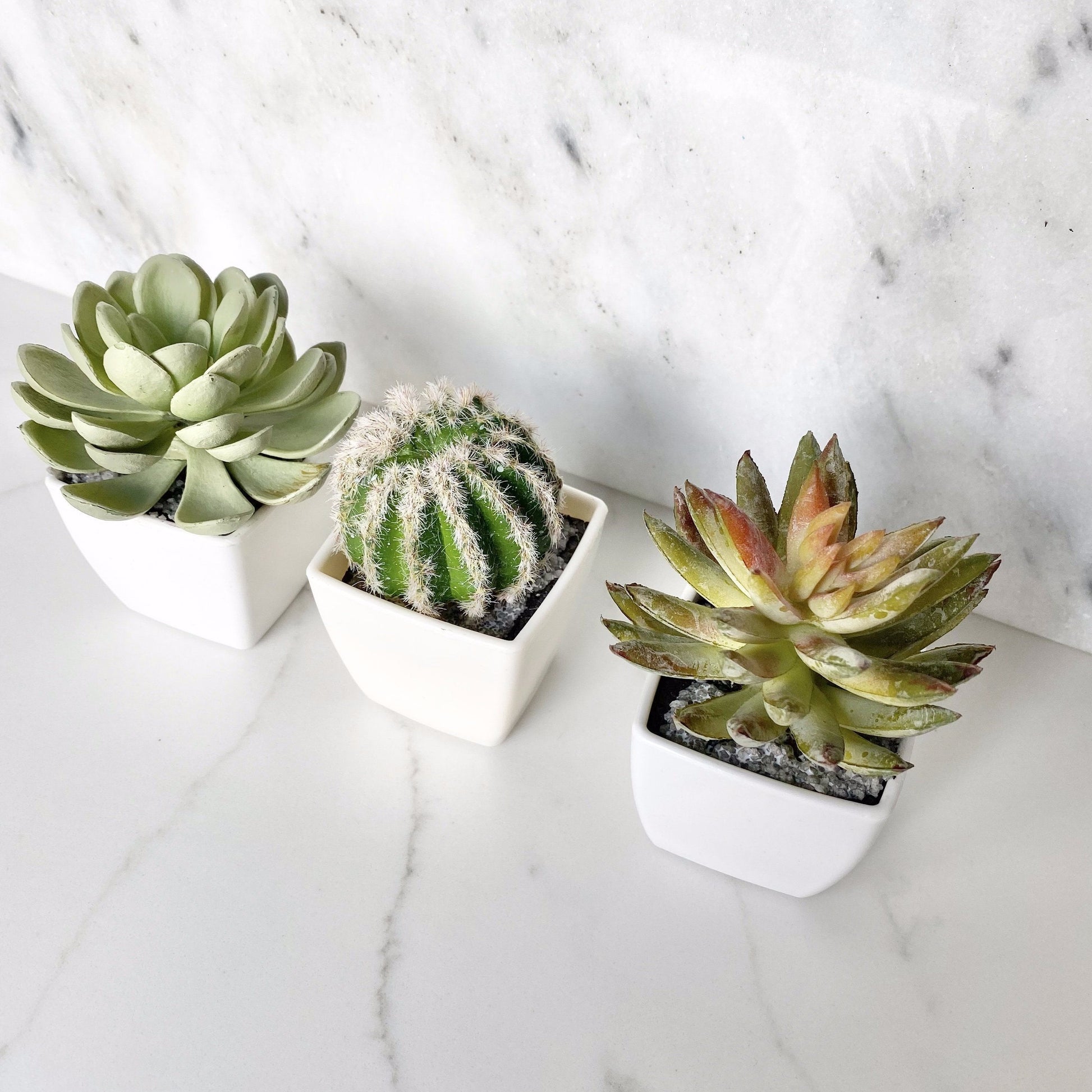 Faux succulent cacti party favors wedding guest gift set