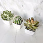 Faux succulent cacti party favors wedding guest gift set