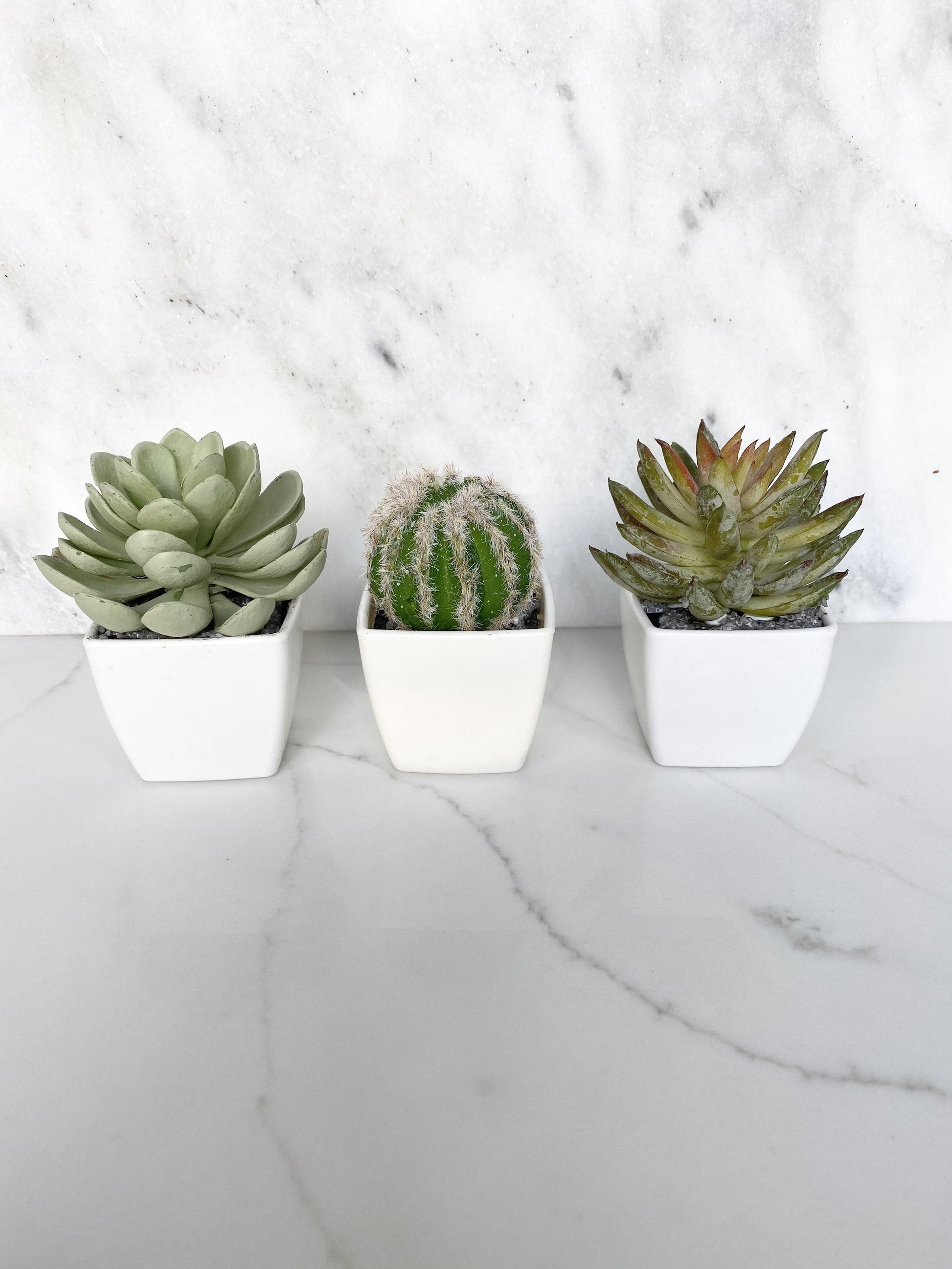 Miniature faux cactus party favor place card holder