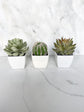 Miniature faux cactus party favor place card holder