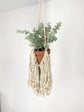 Macrame plant hanger storage and display