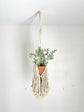 Macrame plant holder with plant styling