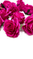 3.5" Fuchsia Pink Rose