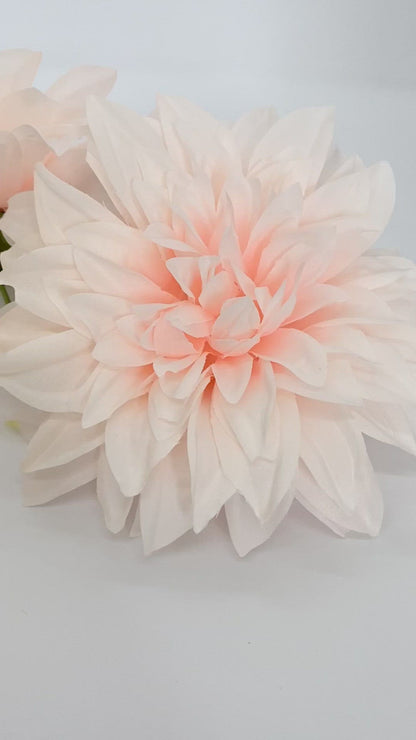 6" Large Peachy Blush Dahlia