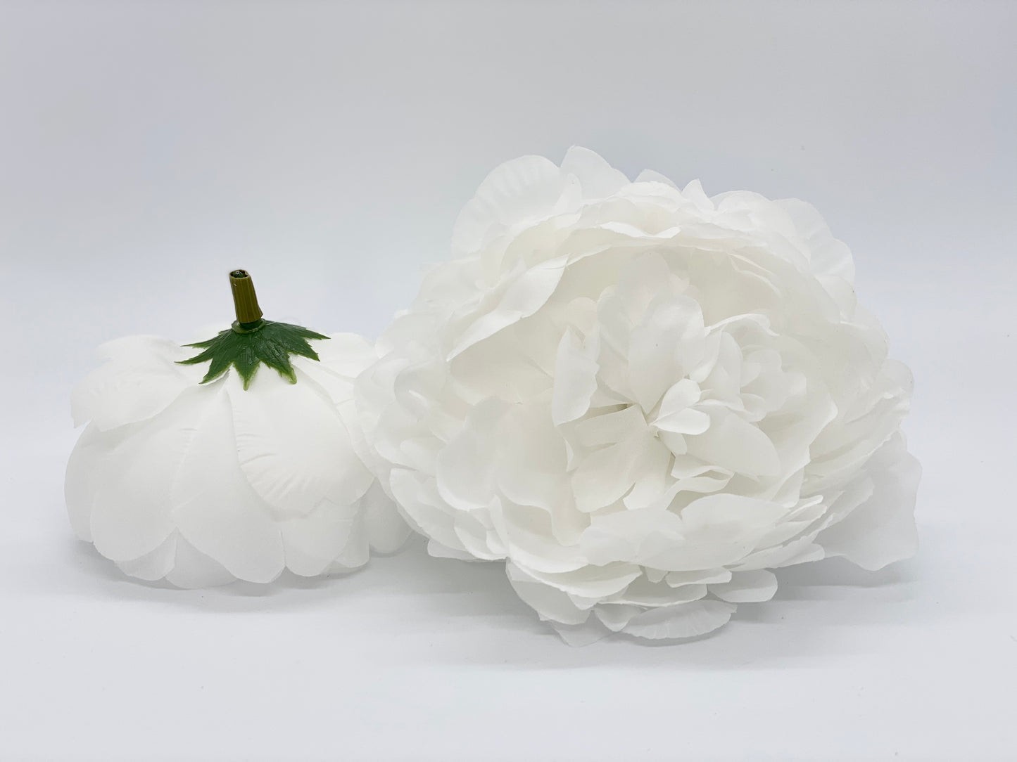 Large White Peony