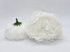 Large White Peony