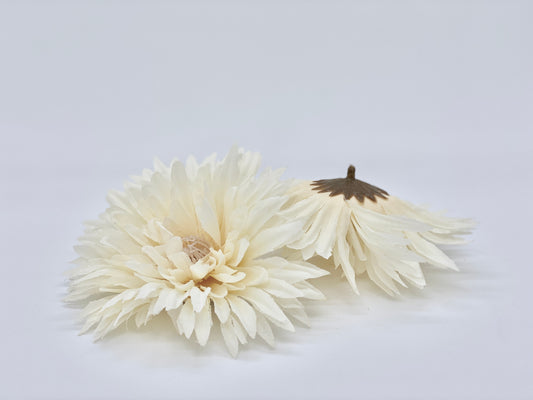 5" Beige Spider Mum