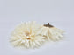 5" Beige Spider Mum