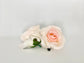 Two-tone blush rose side view showing peachy blush center and ivory outer petals