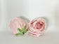 Light mauve dusty pink peony head showing layered petals for floral design