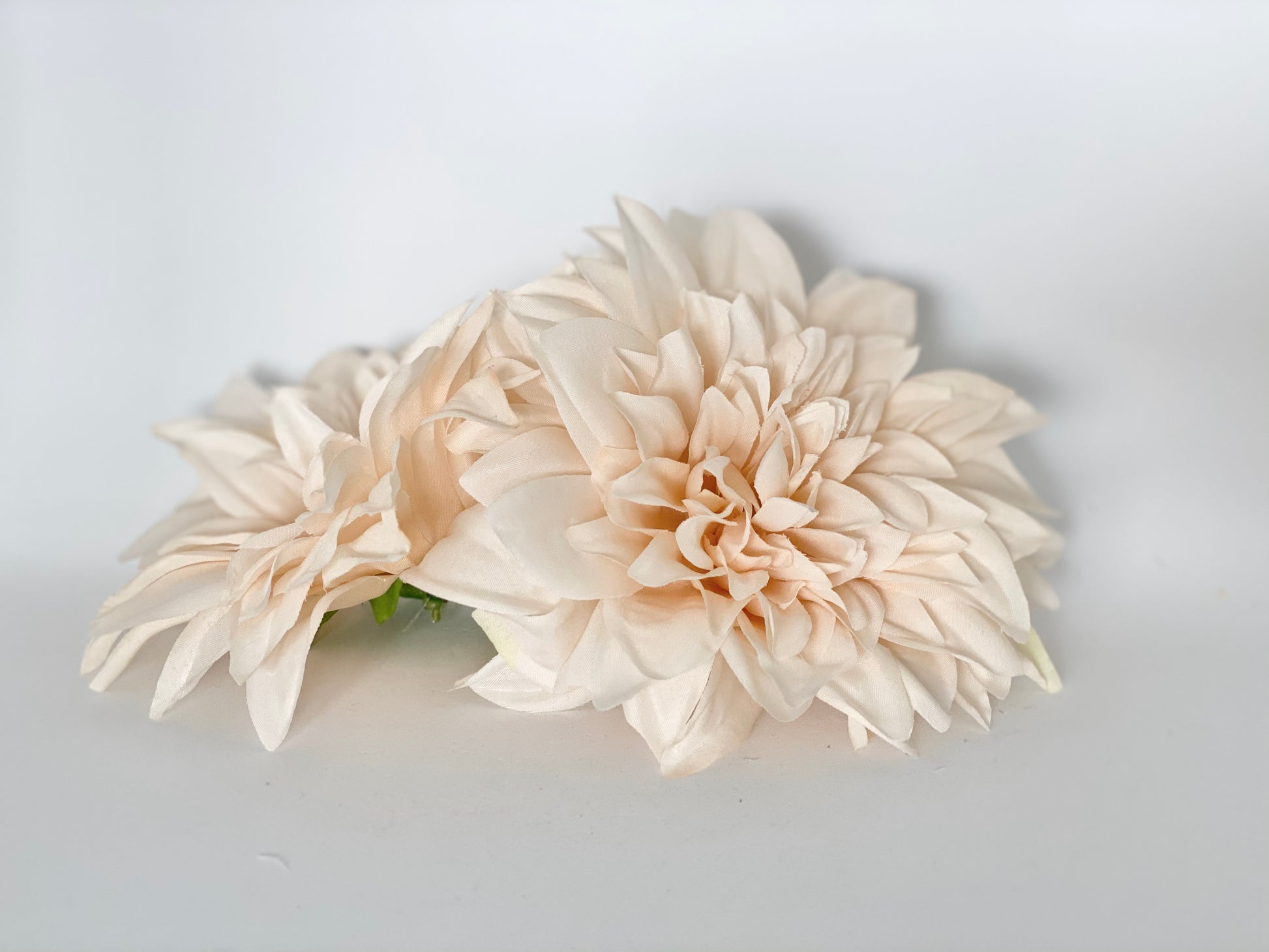 Full beige dahlia flower head for neutral floral arrangements