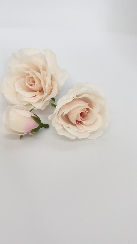 Blush Tea Rose