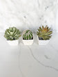, Cactus Favor, Succulent Place Card Holder, Cactus Birthday Favor Succulent, Shower Favor, Wedding Favor Cactus
