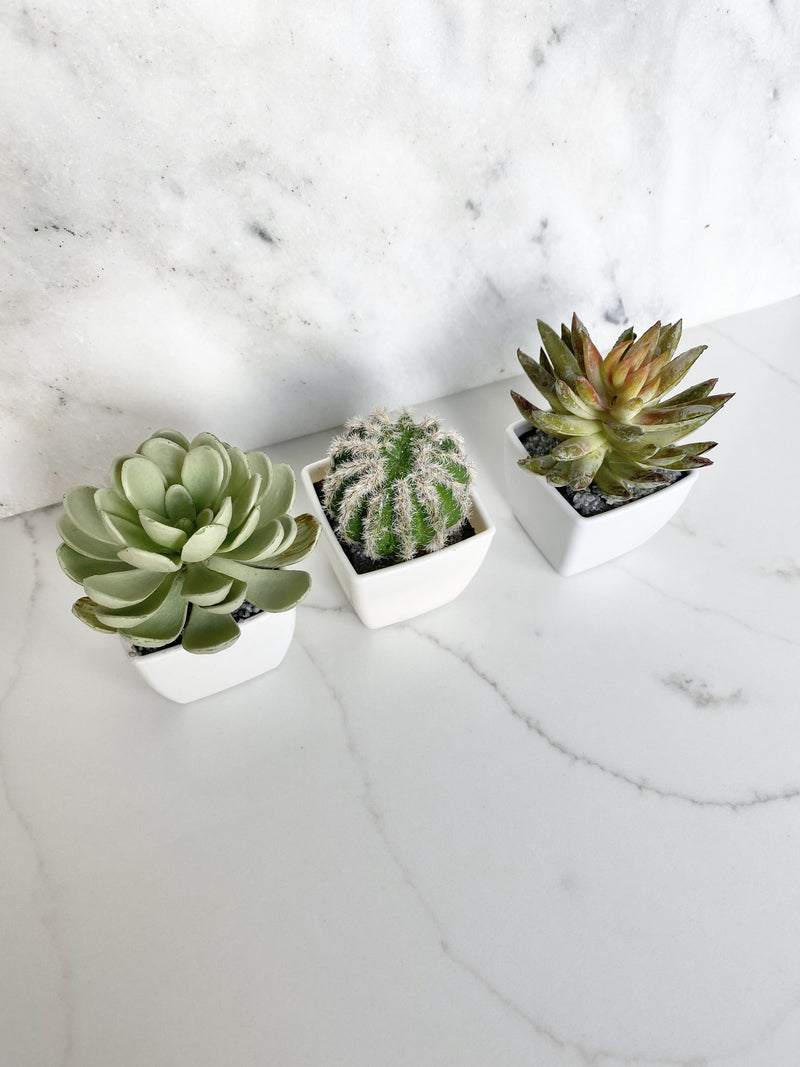 , Cactus Favor, Succulent Place Card Holder, Cactus Birthday Favor Succulent, Shower Favor, Wedding Favor Cactus