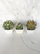 , Cactus Favor, Succulent Place Card Holder, Cactus Birthday Favor Succulent, Shower Favor, Wedding Favor Cactus
