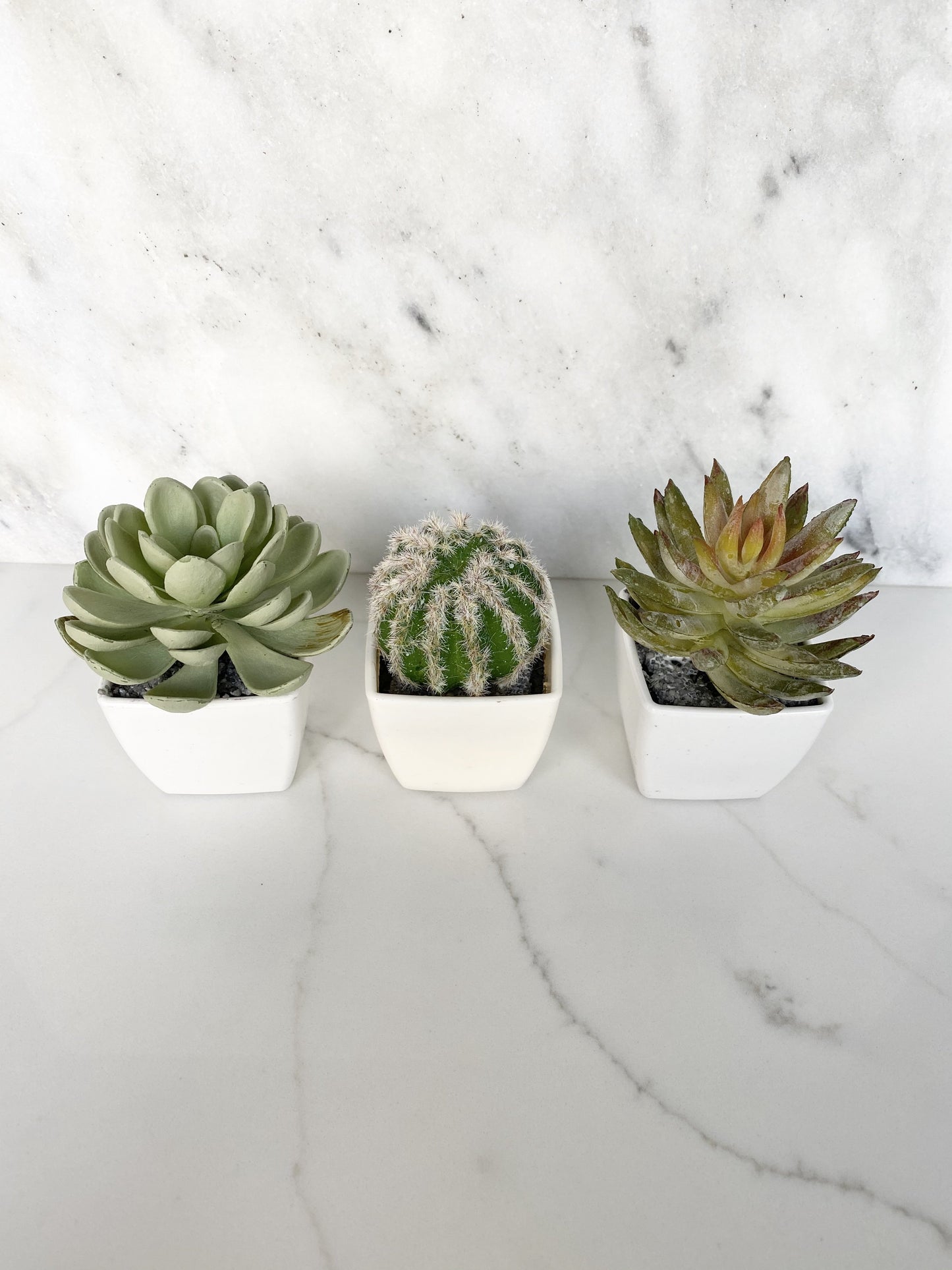 , Cactus Favor, Succulent Place Card Holder, Cactus Birthday Favor Succulent, Shower Favor, Wedding Favor Cactus