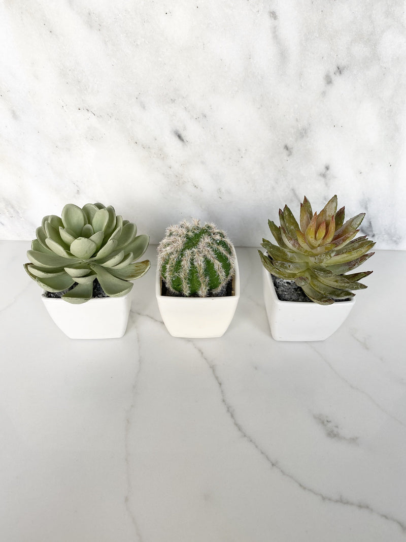 , Cactus Favor, Succulent Place Card Holder, Cactus Birthday Favor Succulent, Shower Favor, Wedding Favor Cactus