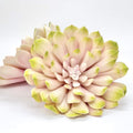 Blush pink and green artificial succulent 6 inch for wedding bouquets