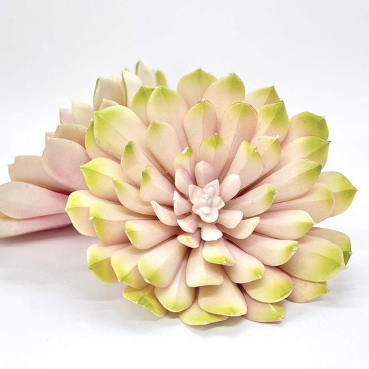 Large 6" Blush Pink and Green Succulent Artificial Succulent Wedding Succulent for Wedding Succulent Baby Shower Pink Succulent Decor Girl