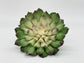 Top-down view of 6 inch two-tone green artificial succulent showing layered petal detail