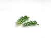2.5" and 3.5" Seedling Succulents Artificial Succulents Fake Succulent Decor Faux Succulent Plant Green Succulent Seedling Plant Artificial