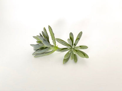 2" Artificial Green Succulent Green Sedum Succulent Artificial Succulent Accent Faux Succulent Fake Succulent Decor Succulent for Wedding