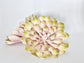Two tone blush succulent close up for wedding floral arrangements