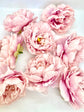 5" Light Pink Peony Two Tone Peony Wedding Flower Fluffy Peony Flower Artificial Peony Light Pink Wedding Flower Light Pink Peony Decor