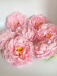 Light pink peony flower head top view for floral centerpieces