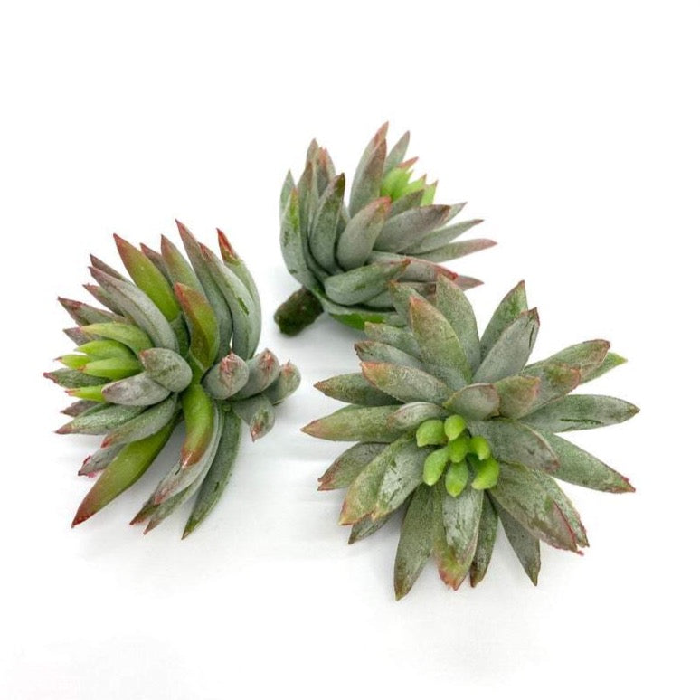 2.5" and 3" Frosted Green Succulent Artificial Succulent Fake Succulent Decor Faux Succulent Plant Frost Green Succulent Plant Artificial