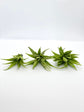Light Green Artificial Aloe Succulent Pick Green Aloe Fake Succulent Decor Terrarium Plant Succulent Aloe Plant Aloe Pick Fake Aloe Greenery
