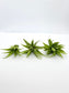 Light Green Artificial Aloe Succulent Pick Green Aloe Fake Succulent Decor Terrarium Plant Succulent Aloe Plant Aloe Pick Fake Aloe Greenery